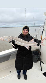 Sturgeon biting again today