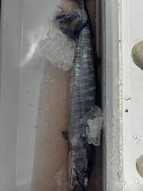 ? Offshore Action – Wahoo & Mahi on Ice 