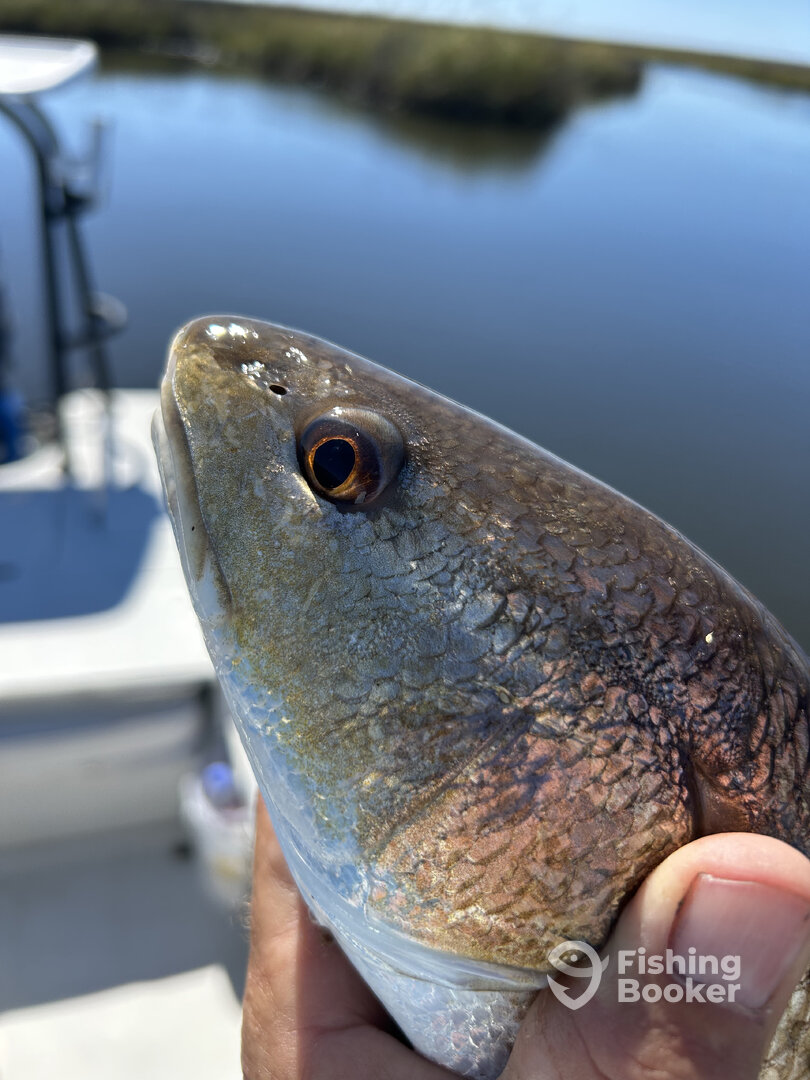 Panacea Report Photo 0