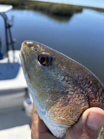 Apalachee Bay Report Photo 2