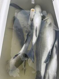 Atlanta Report Photo 4