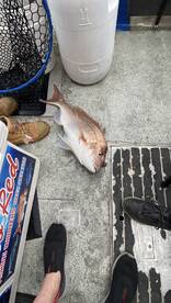 Melbourne Report Photo 2