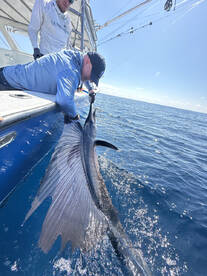 5 Sailfish Day on La Patrona