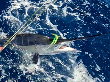 Sydney Report Photo 2