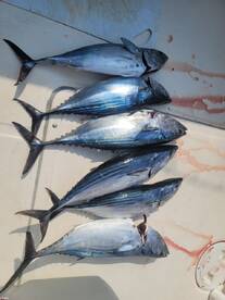 Nuevo Vallarta Report Photo 1