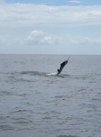 Herradura Report Photo 2