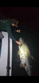Huge Tarpon 
