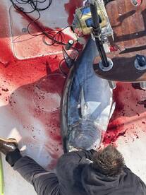 Bluefin Tuna are Here