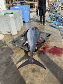 Wanchese Report Photo 2