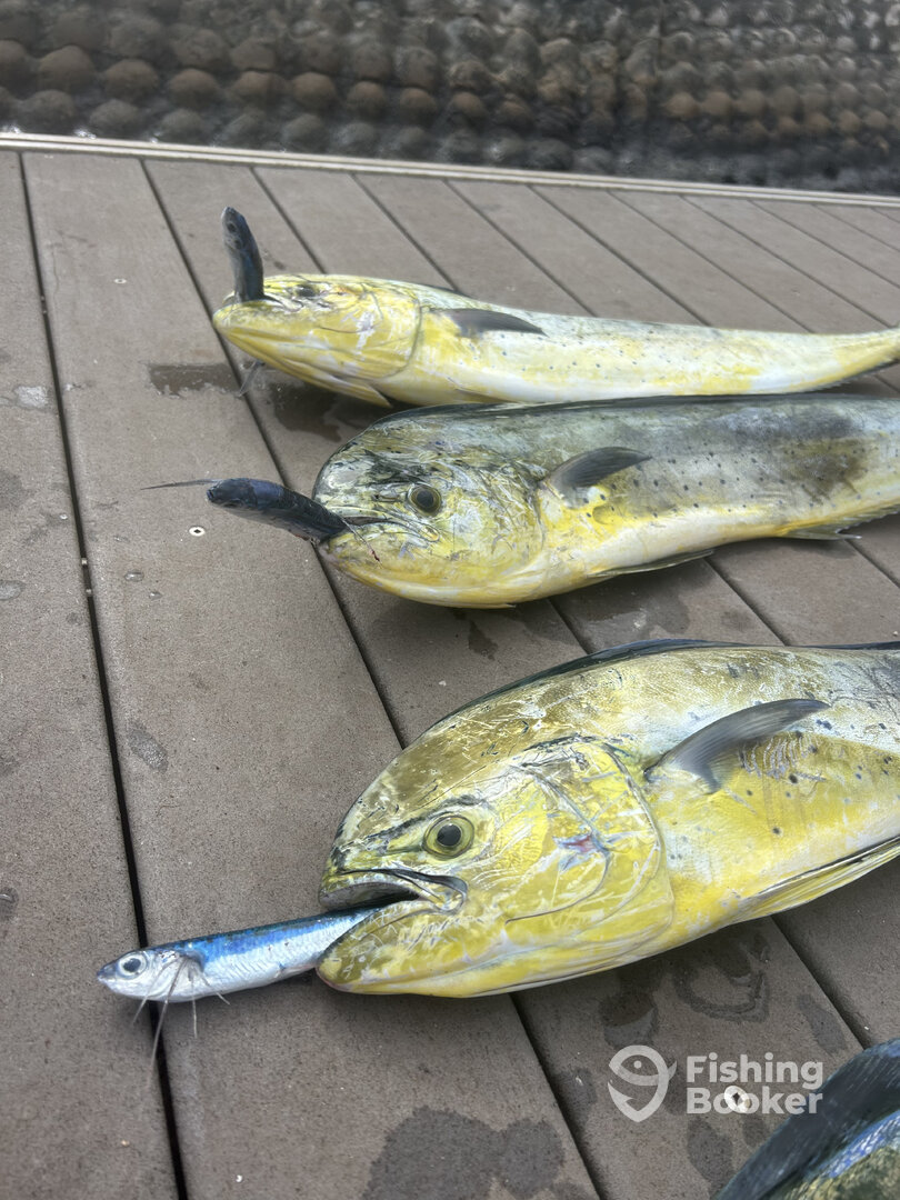 Haleiwa Report Photo 0