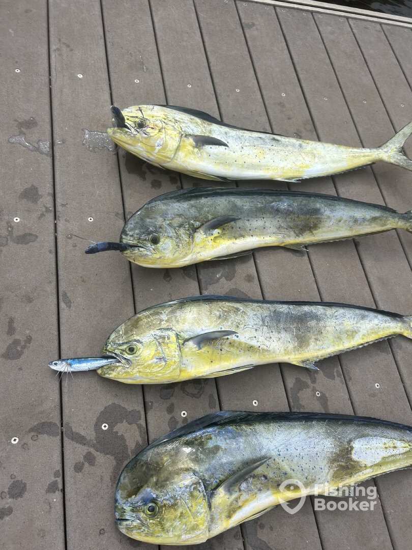 Lahaina Report Photo 0