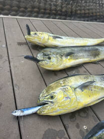 Lahaina Report Photo 3