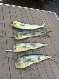 Lahaina Report Photo 4