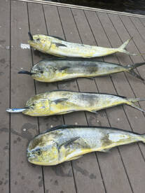 Lahaina Report Photo 2