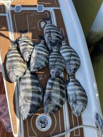 Sheepshead smack down 