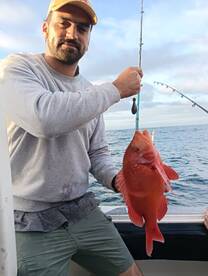 Red Roman in Hermanus