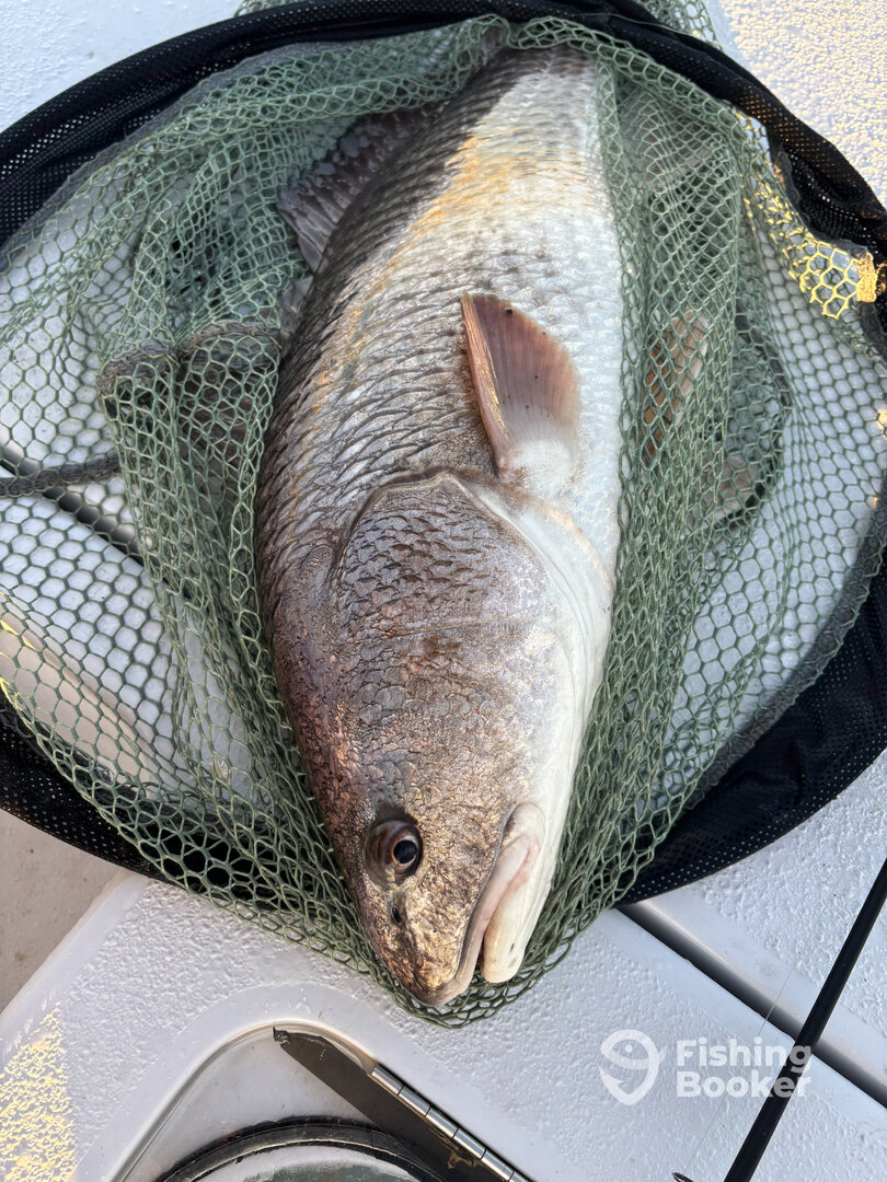 Lake Pontchartrain Report Photo 0