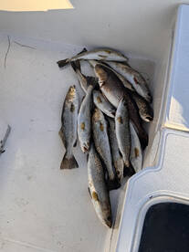 Citrus County Report Photo 1