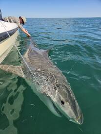 12ft tiger shark 