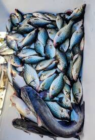 2 Man Crappie Limit Smack Down