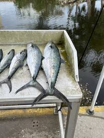 Homosassa Report Photo 1