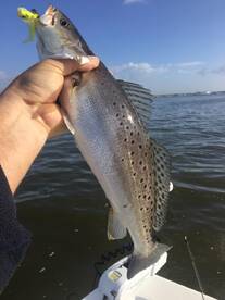 Seabrook Report Photo 1