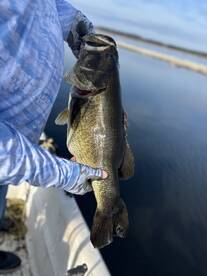 Pre spawn Florida Bas fishing is fantast