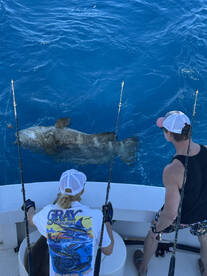 Monster Trophy Goliath Grouper