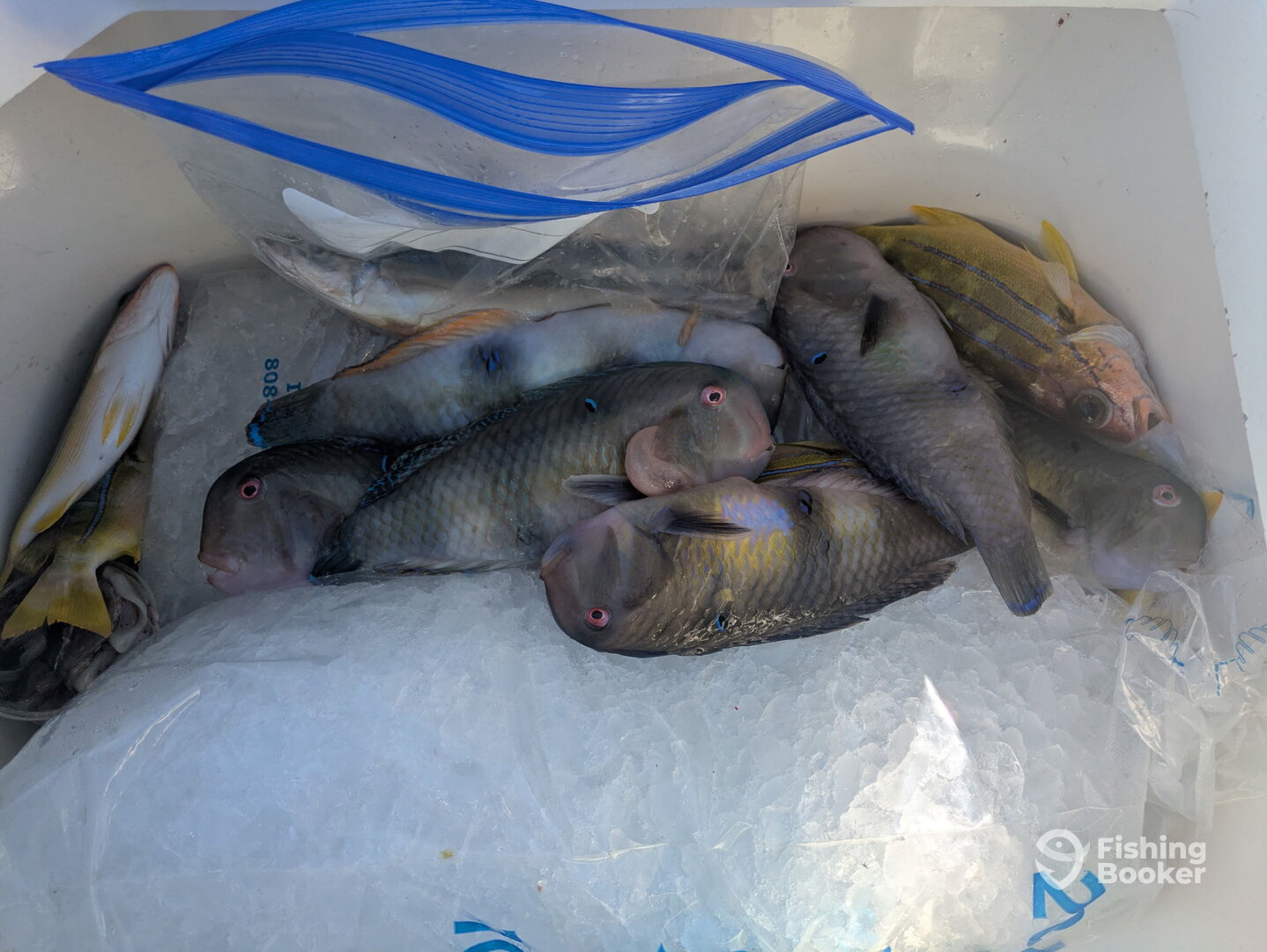 Kailua-Kona Report Photo 0