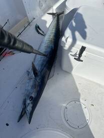 Wahoo chase roday big boy