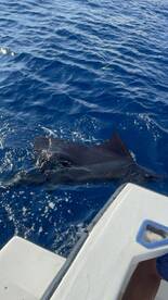 Quepos Report Photo 1