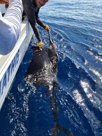 Herradura Report Photo 2