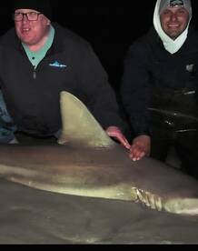 100 sharks this winter!