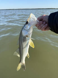 Homestead Report Photo 2