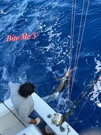 Spearfish (Hebi) catch