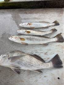 Winter Bay Action: Black Drum & Trout De