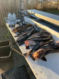 Yaquina Bay Report Photo 1