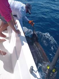 Herradura Report Photo 3