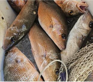 Florida Keys Report Photo 1