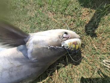 Bangkok Report Photo 2