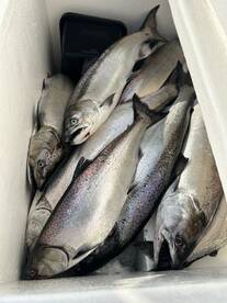 Illinois Report Photo 1