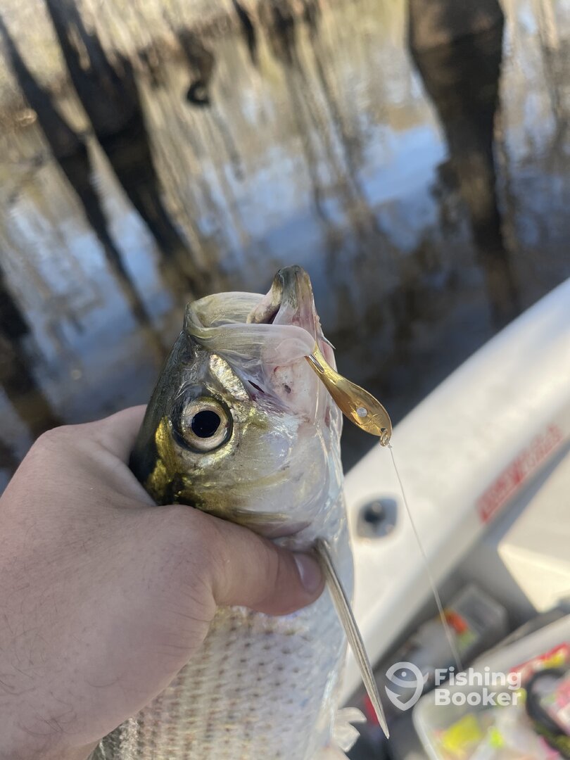 River Road Report Photo 0