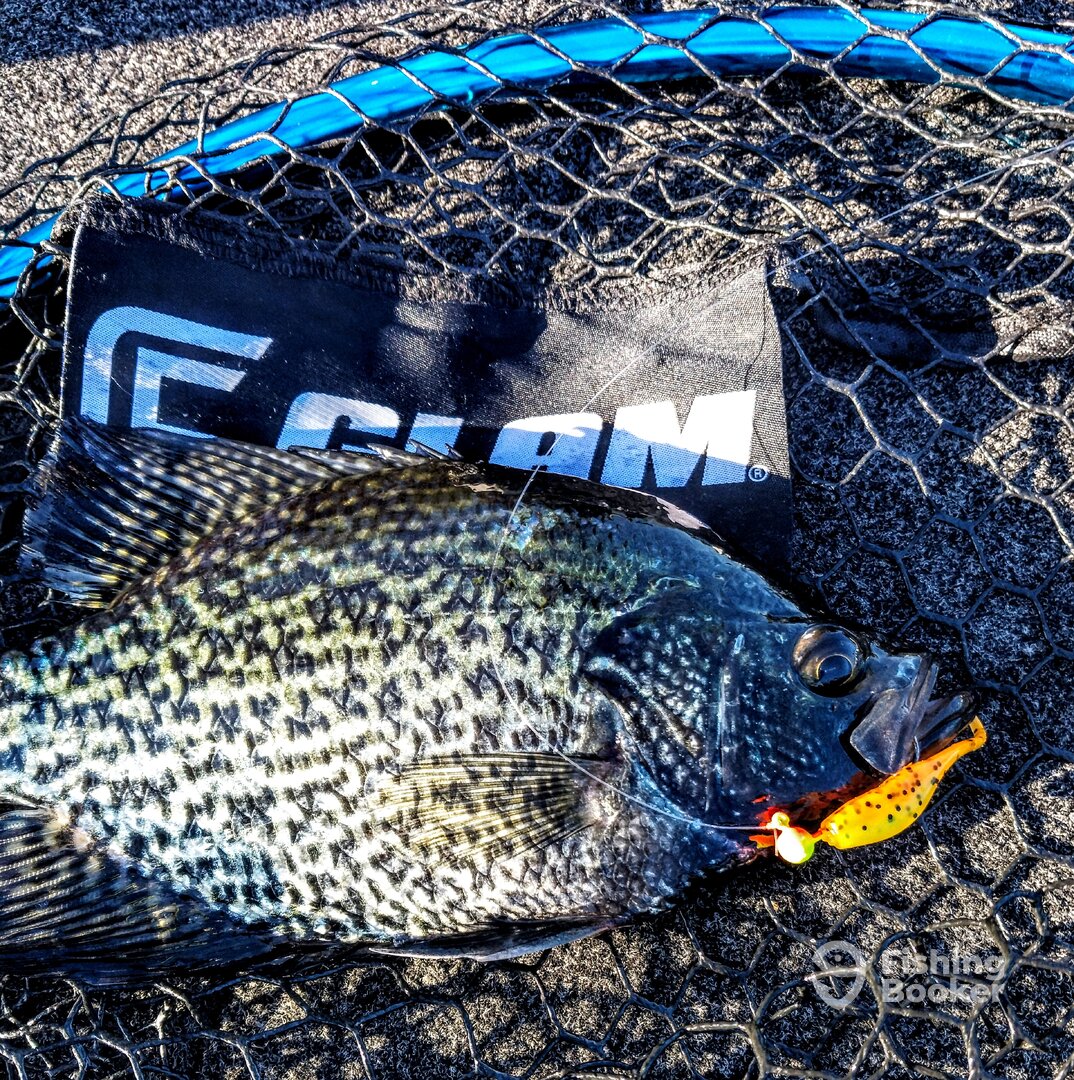 springtime crappie guide minnesota