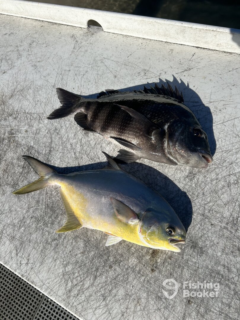 Sheepshead and Pompano 