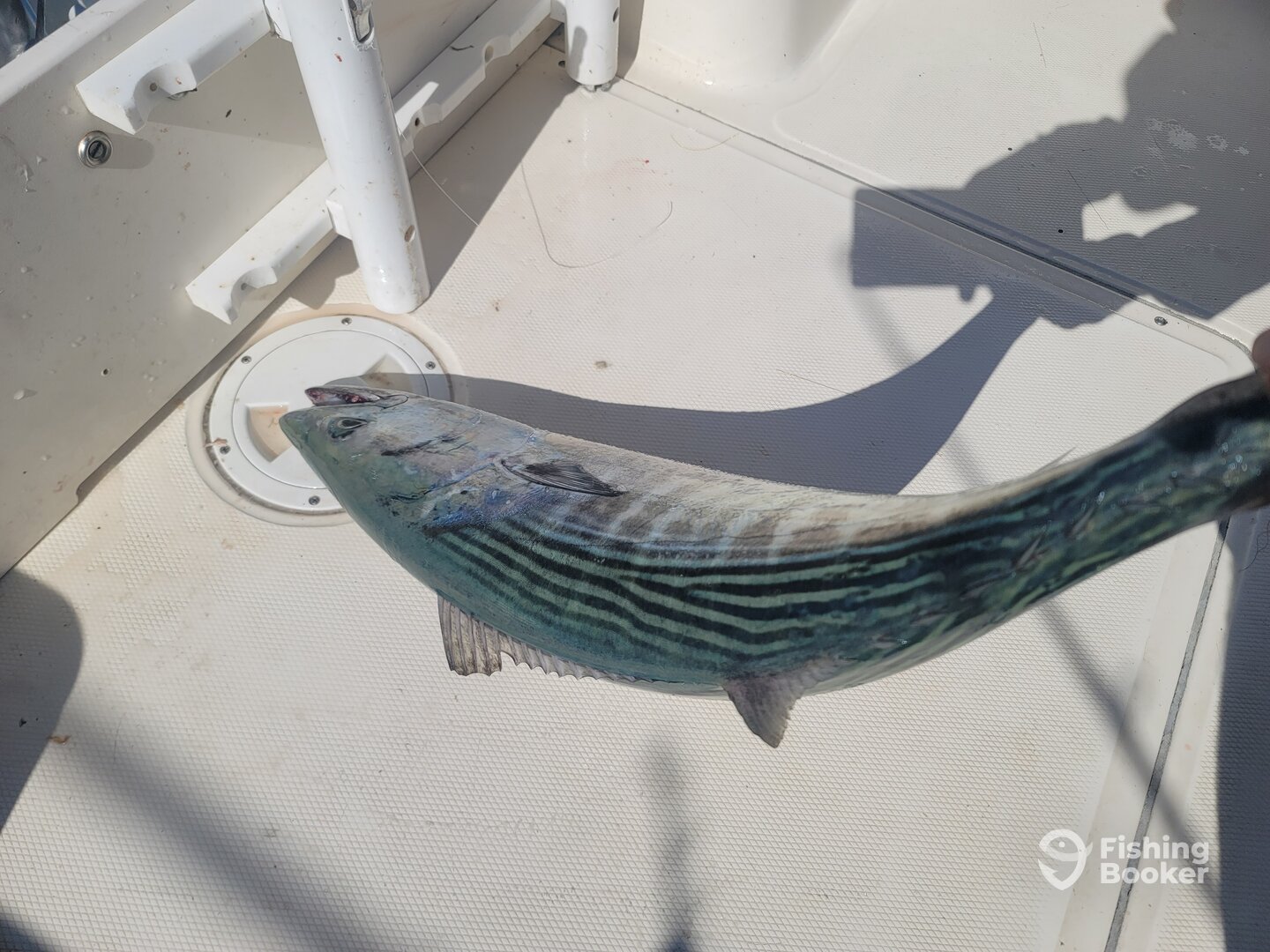 Nayarit Report Photo 0