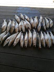 St. Bernard Report Photo 2