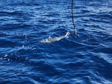 Punta Cana Report Photo 2