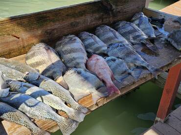 Jetty fishing is hot right Sheepshead ar