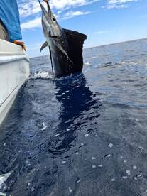 Puntarenas Province Report Photo 4