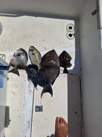 Herradura Report Photo 1